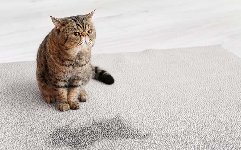 carpet cleaning in NYC, carpet cleaning in new york, carpet cleaning NYC, carpet cleaners in NYC, carpet cleaners in new york, commercial carpet cleaning, commercial carpet cleaning in NYC, NYC rug cleaners, rug cleaning services in NYC, same day carpet cleaning, same day rug cleaning